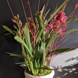 Cymbidium orchid in rustic pot